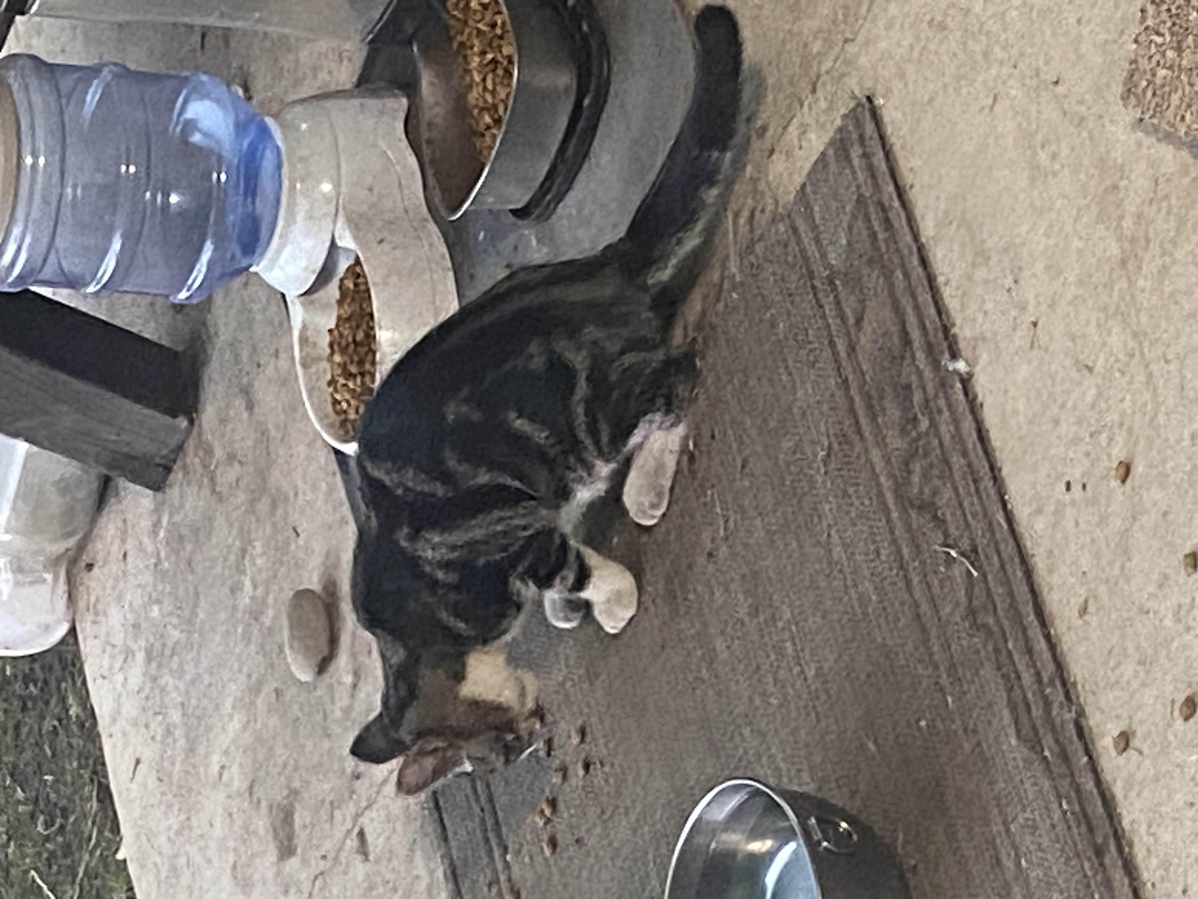 Pet