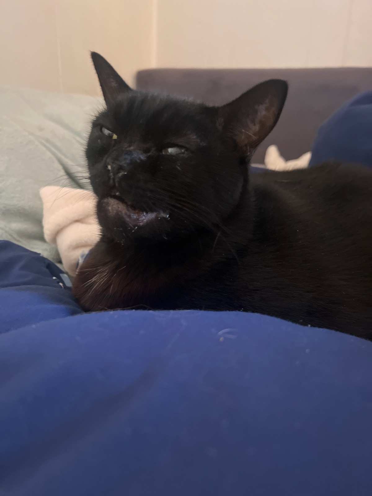 Pet