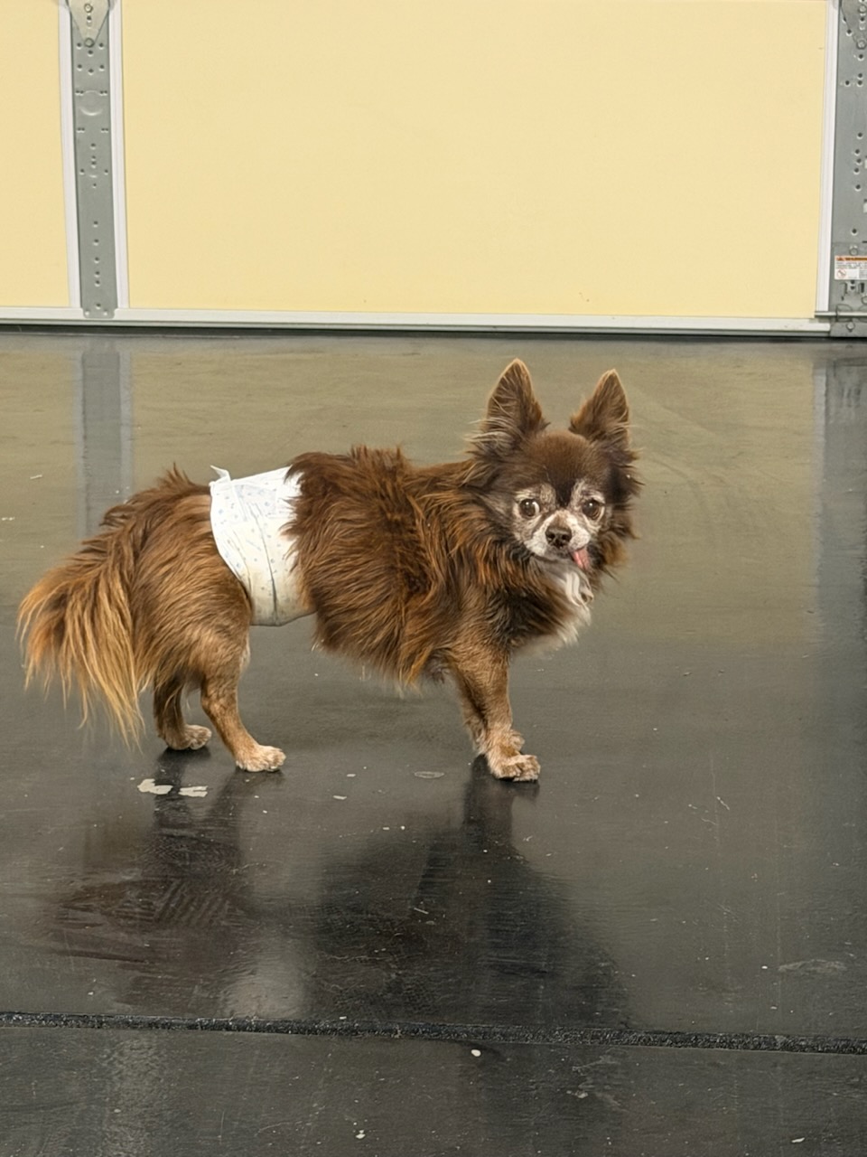 Pet
