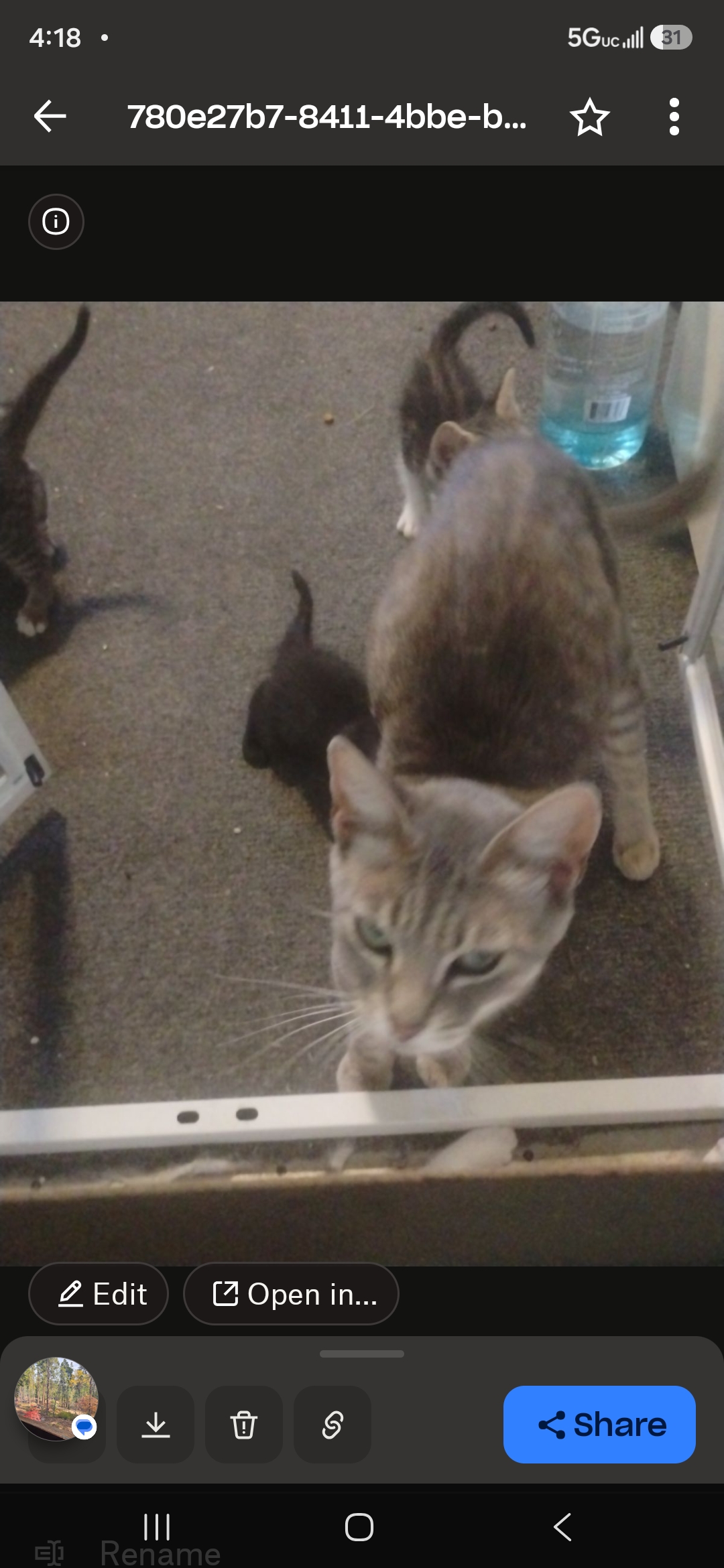 Pet