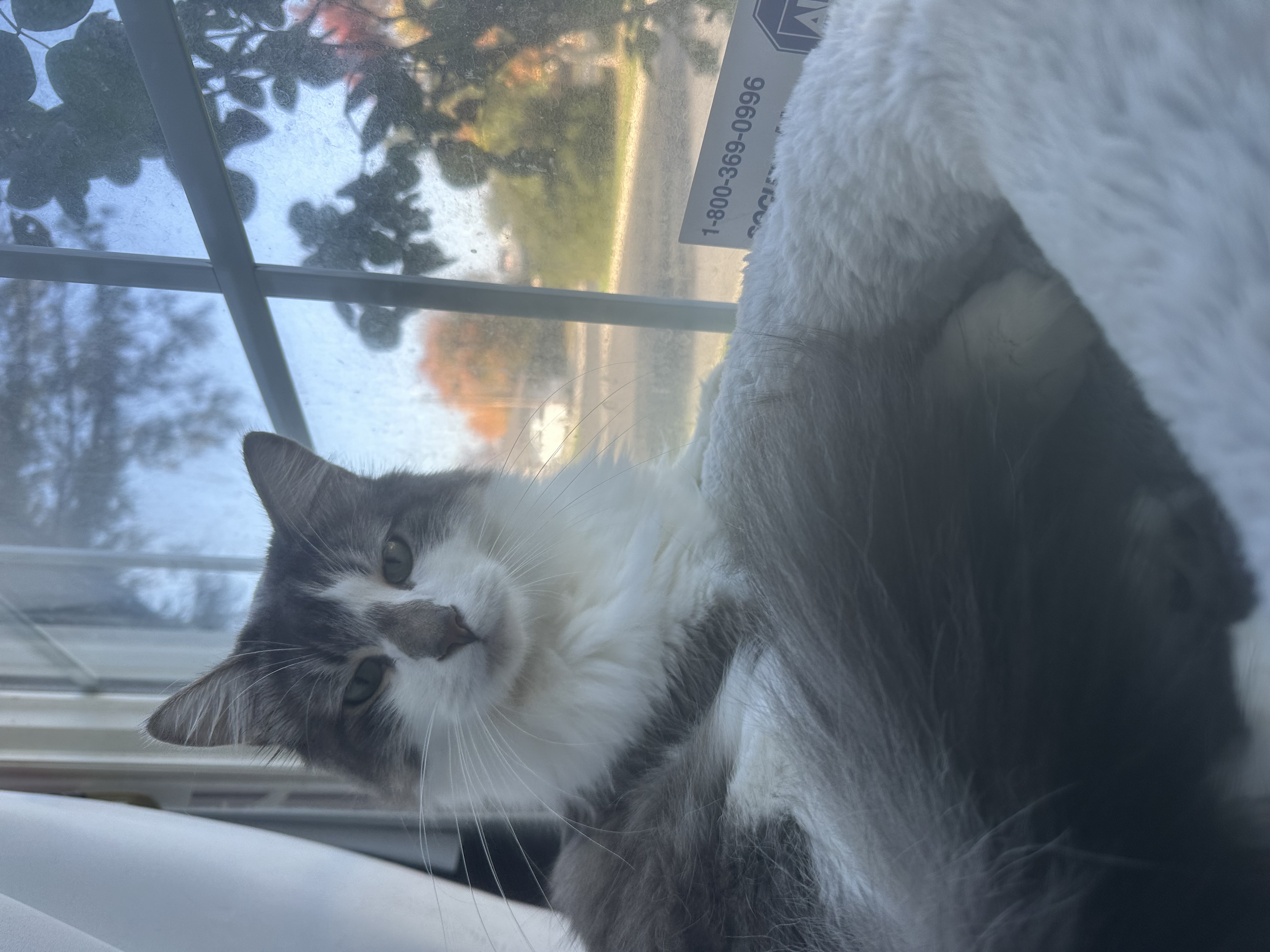 Pet