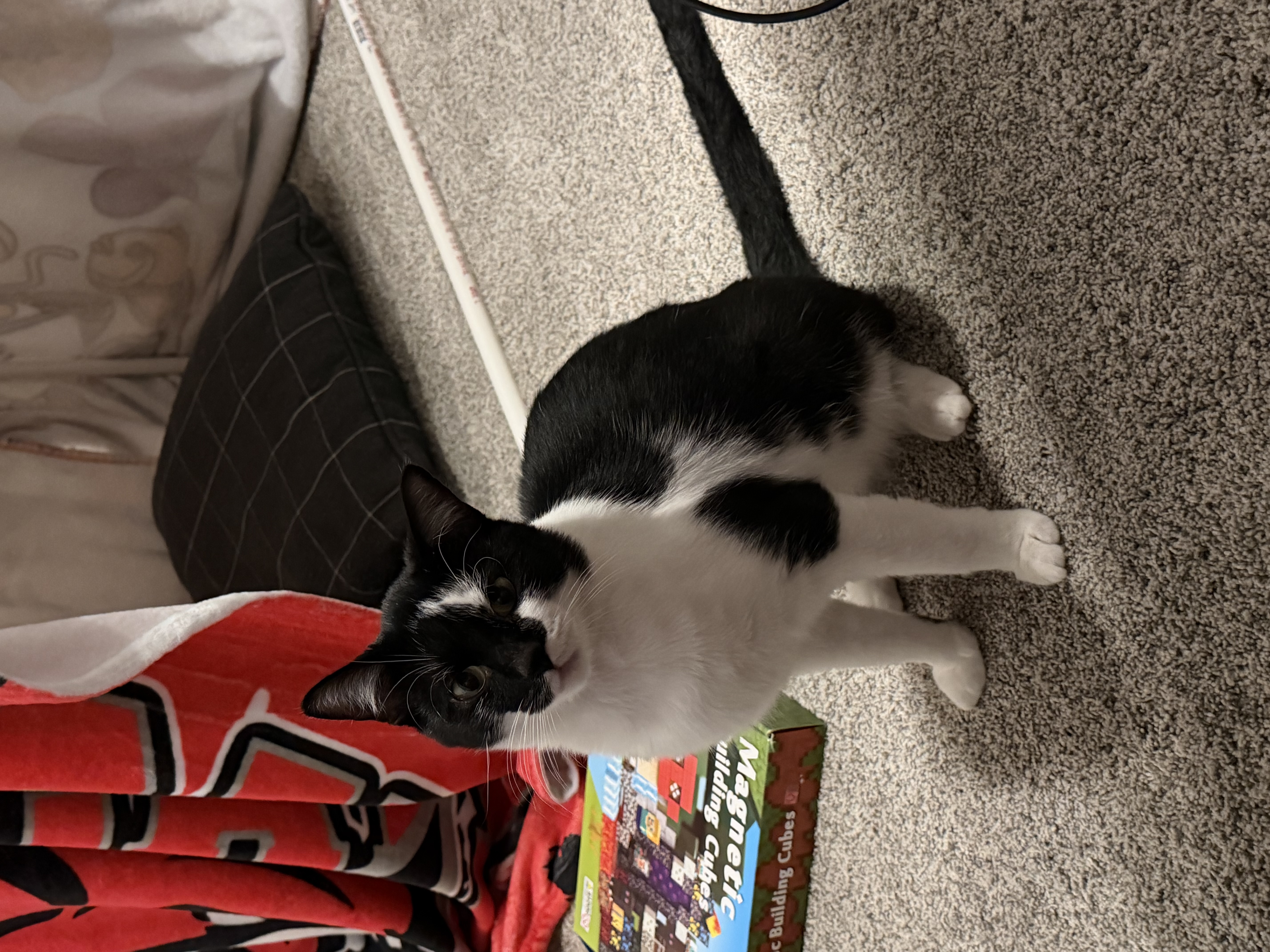 Pet