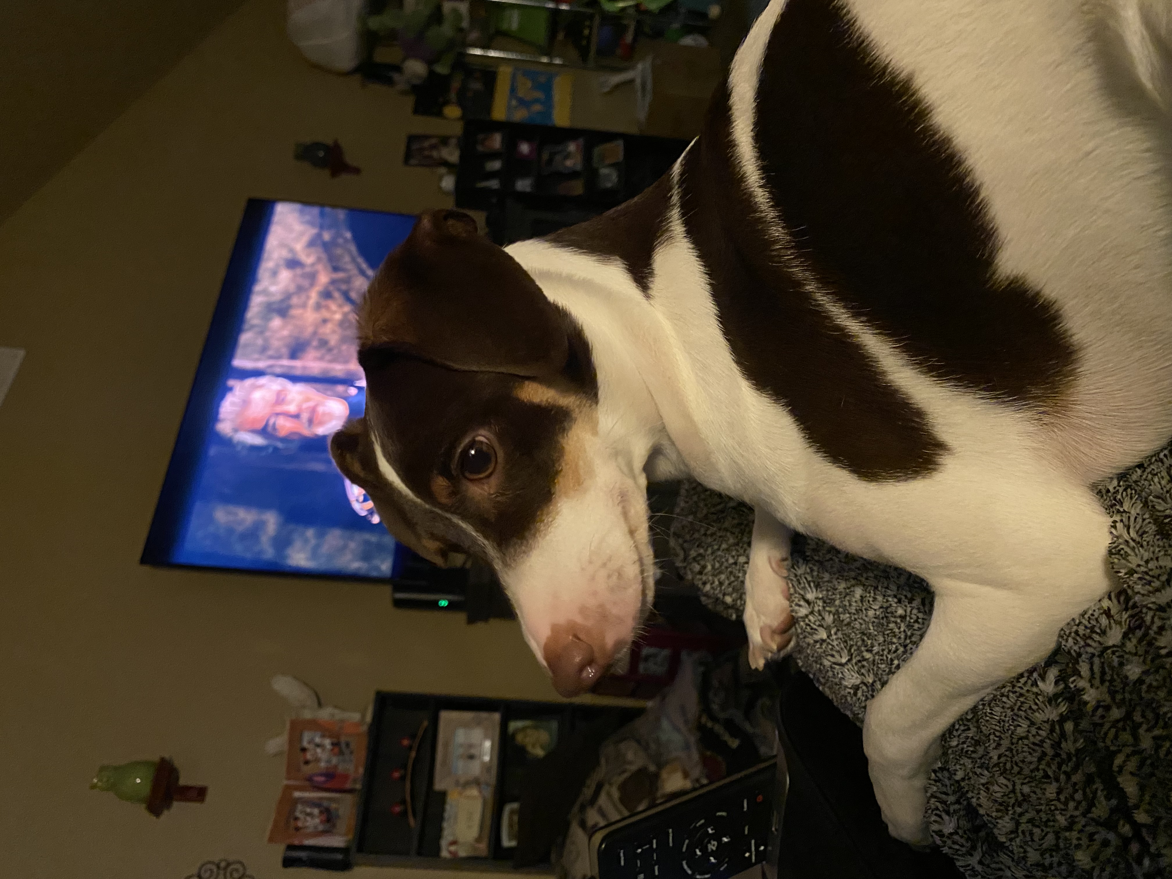 Pet
