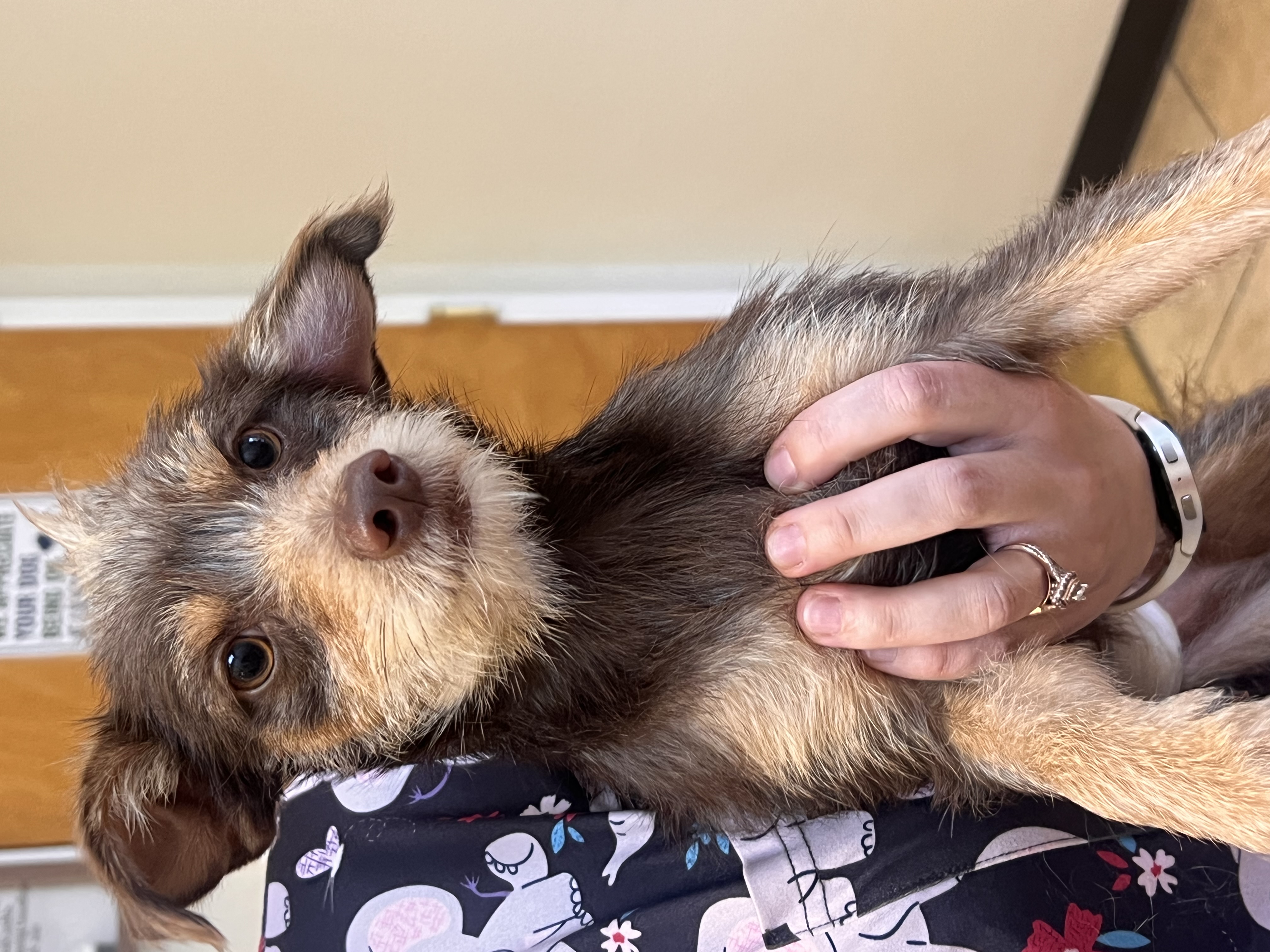 Pet