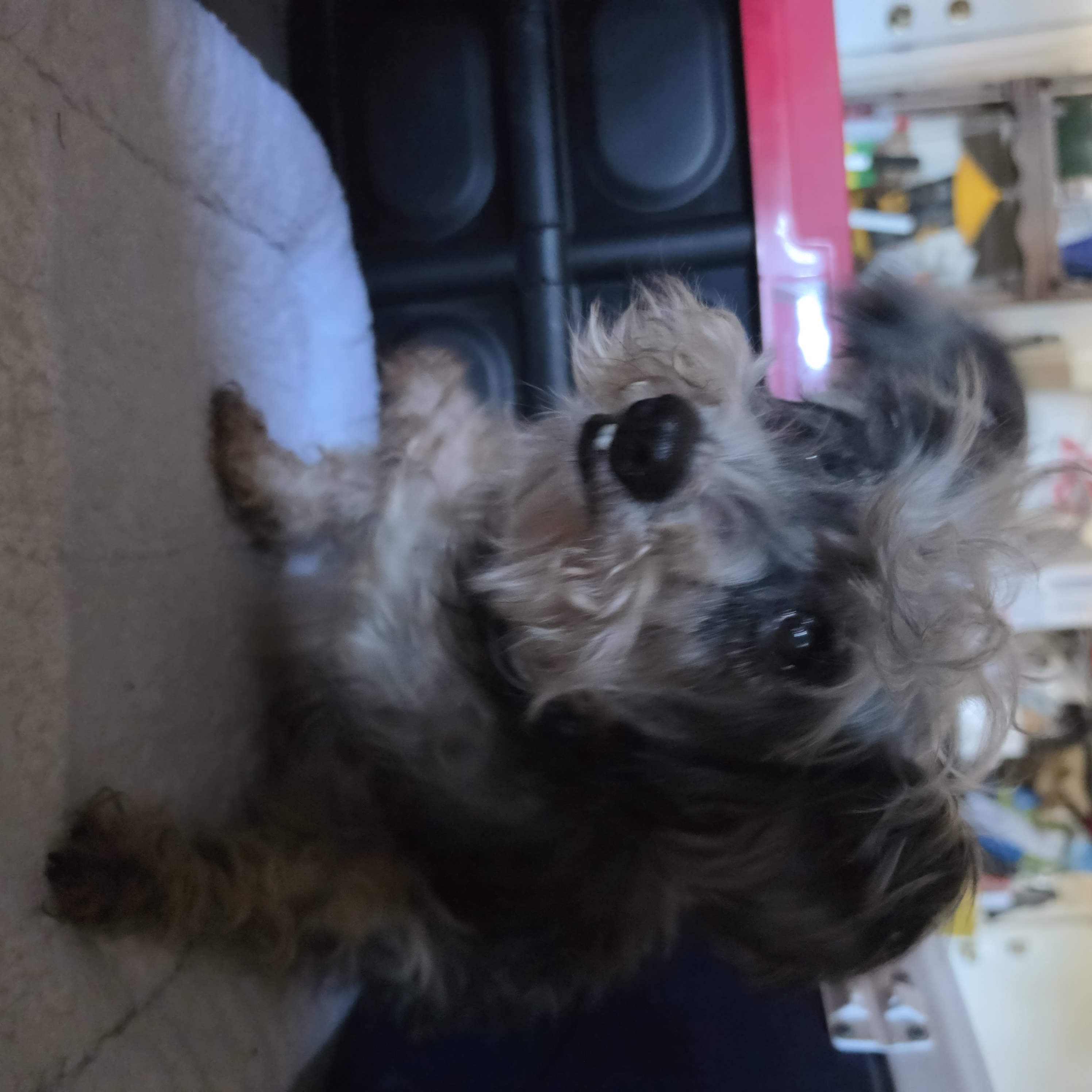 Pet