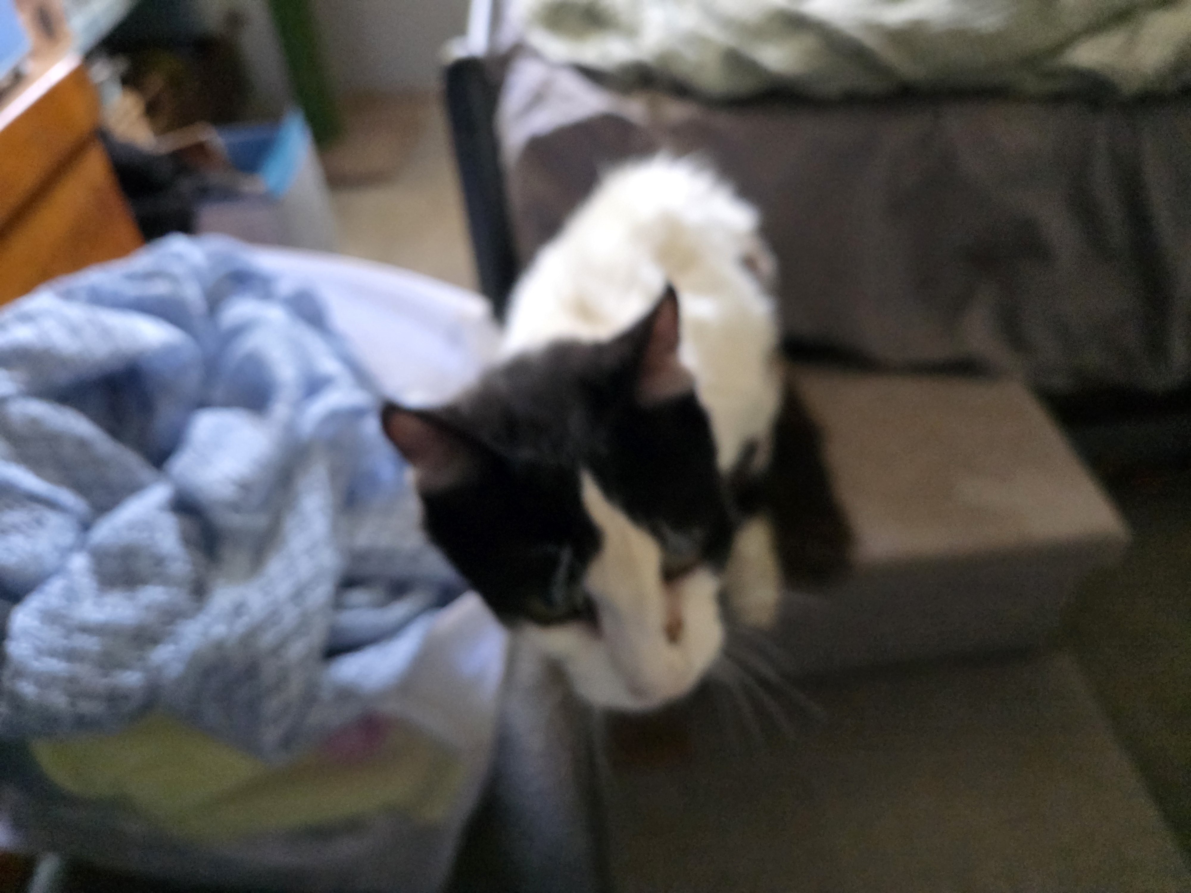 Pet