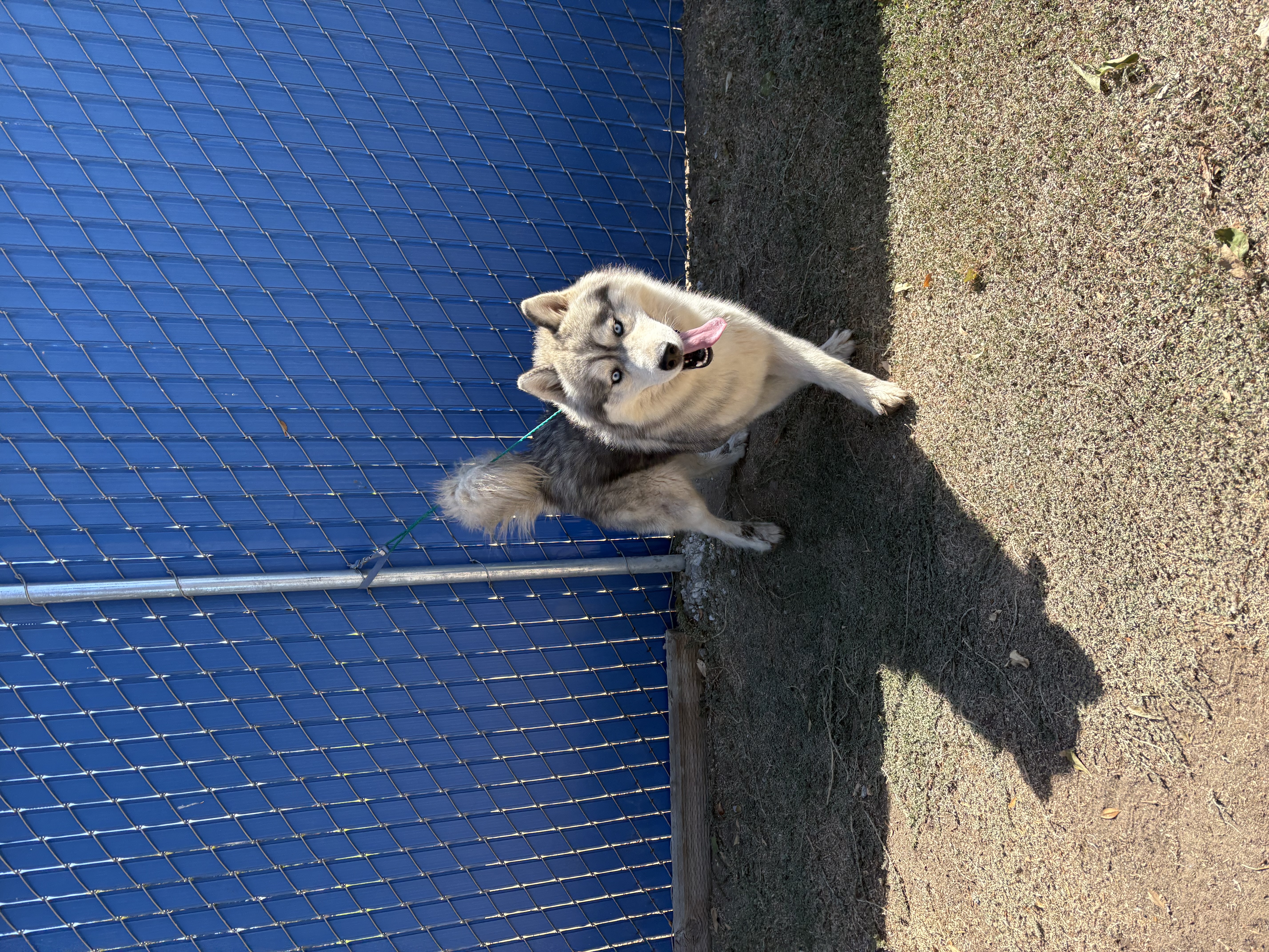 Pet