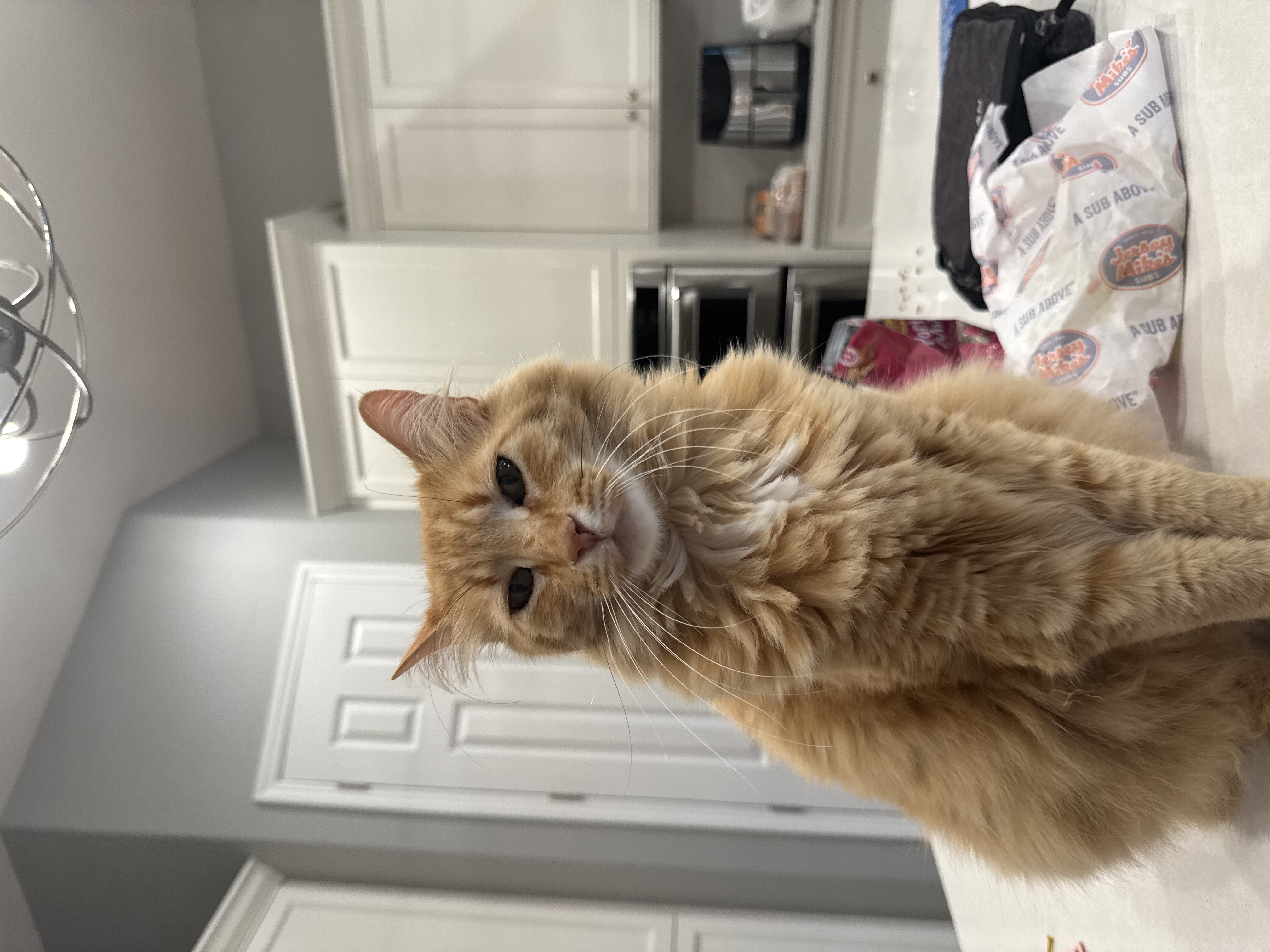 Pet