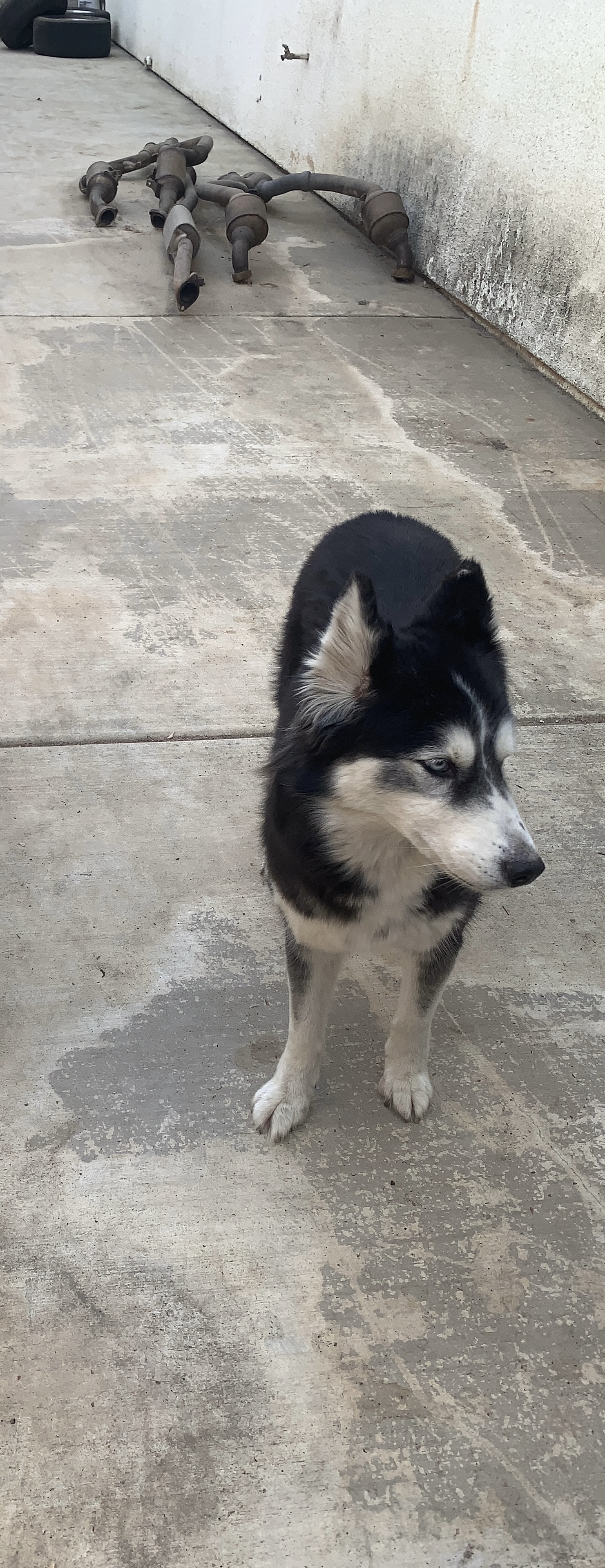 Pet