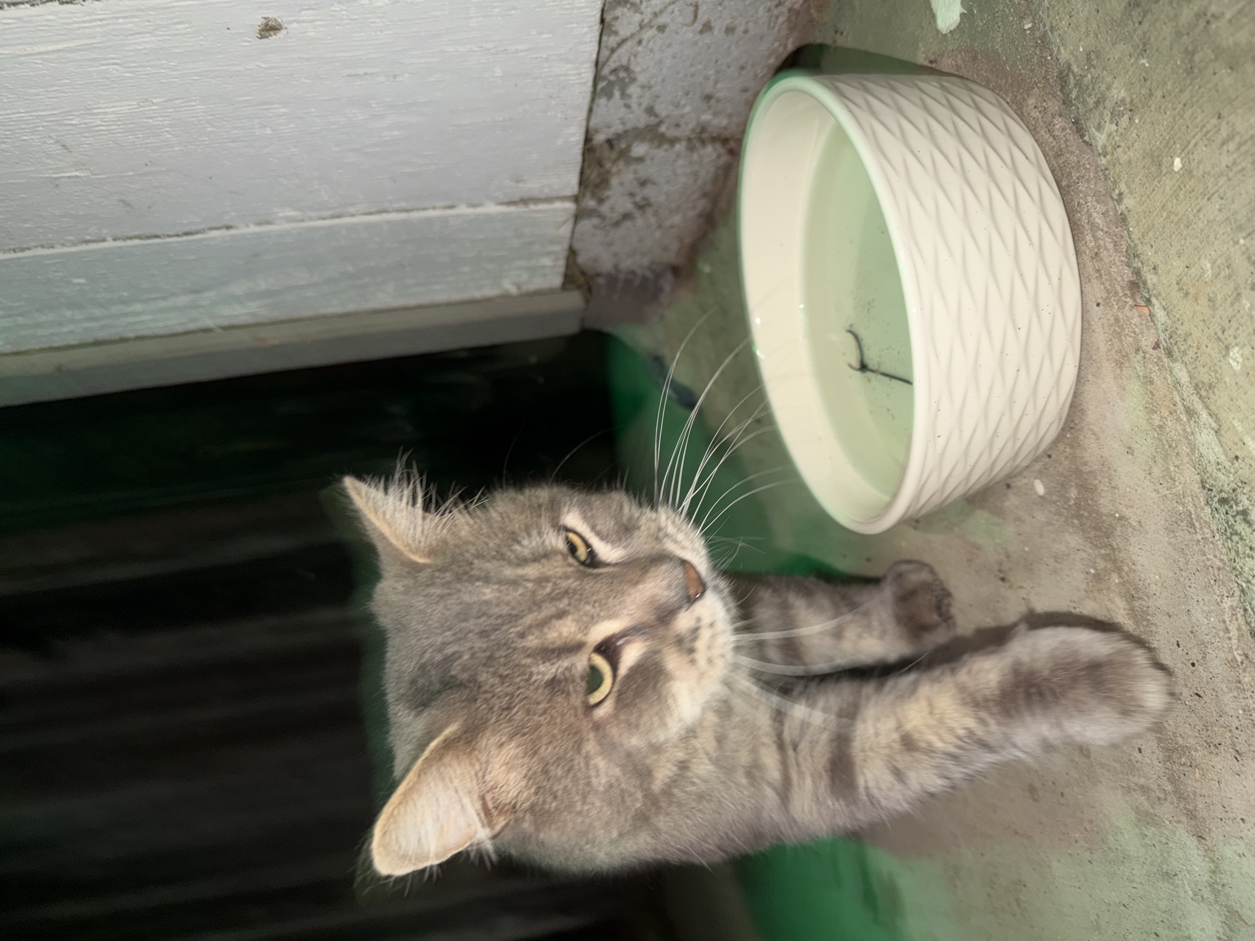 Pet