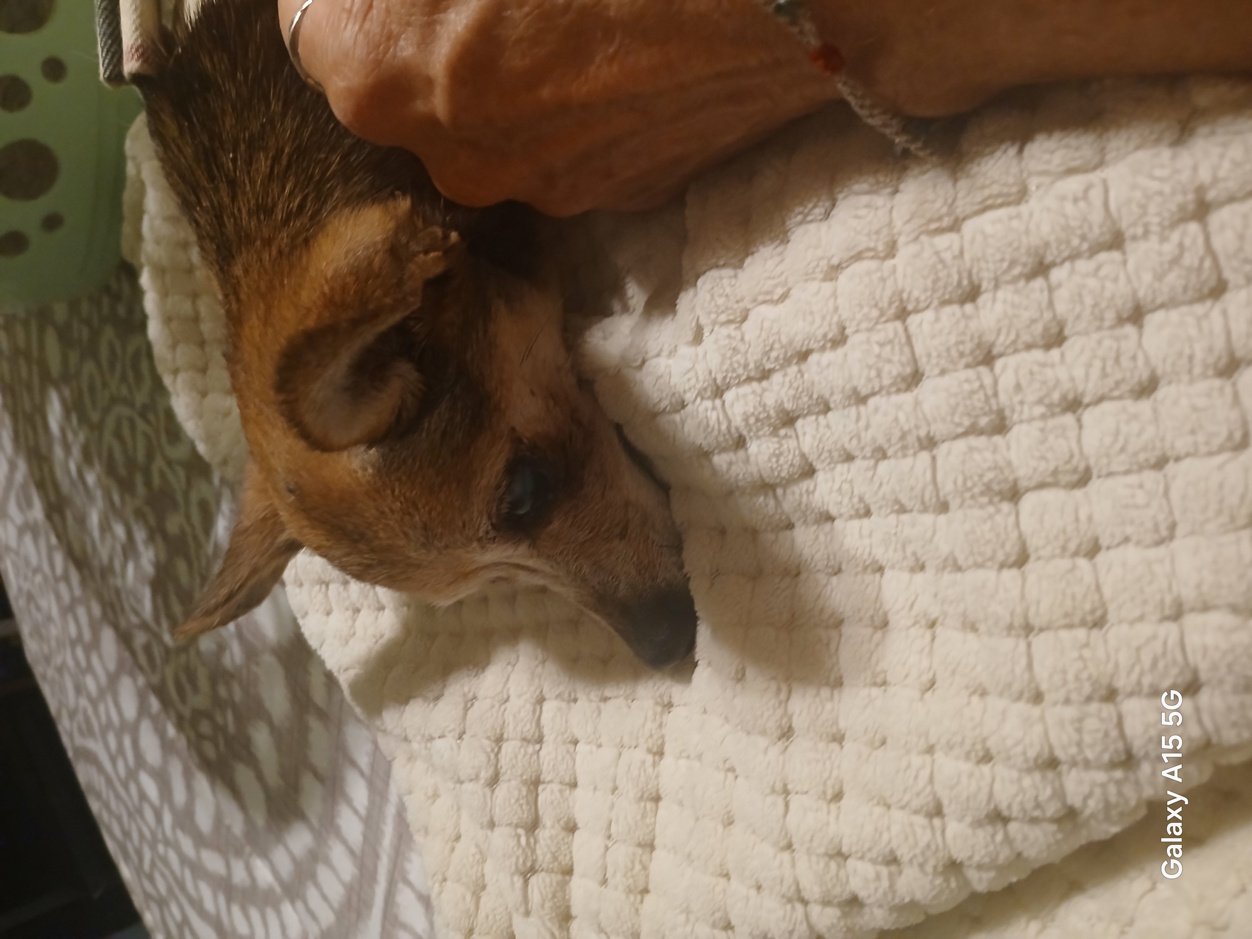Pet