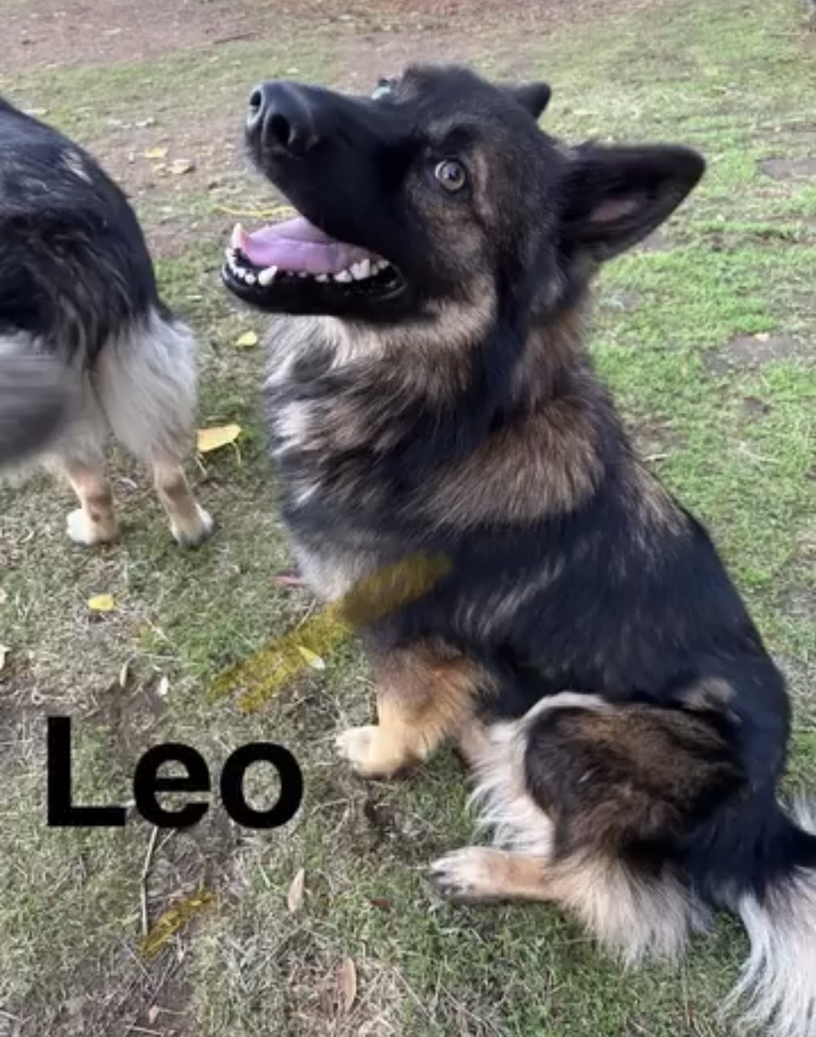Pet