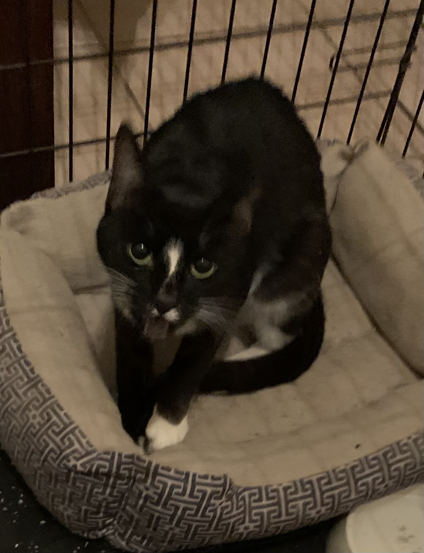 Pet