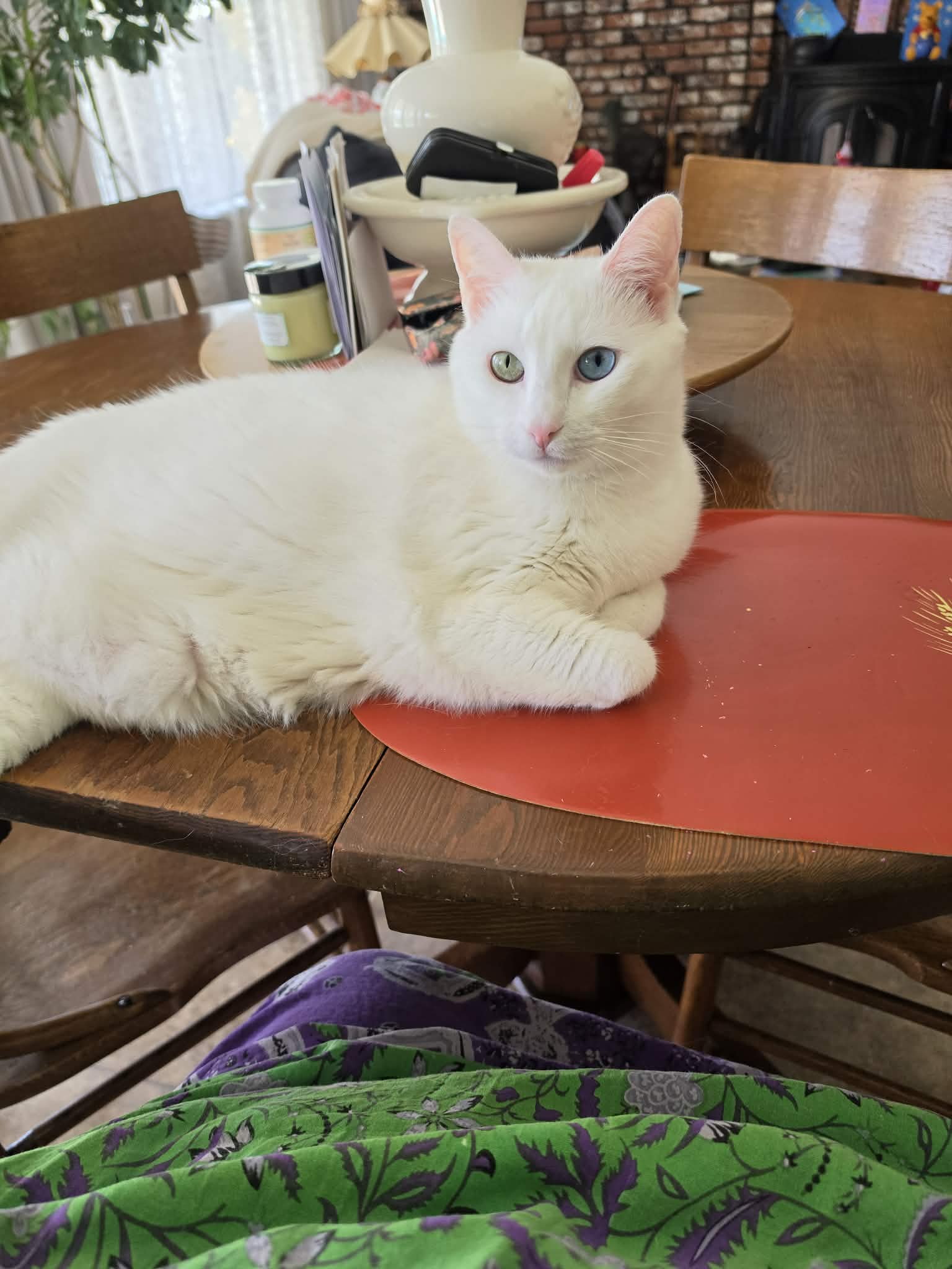 Pet