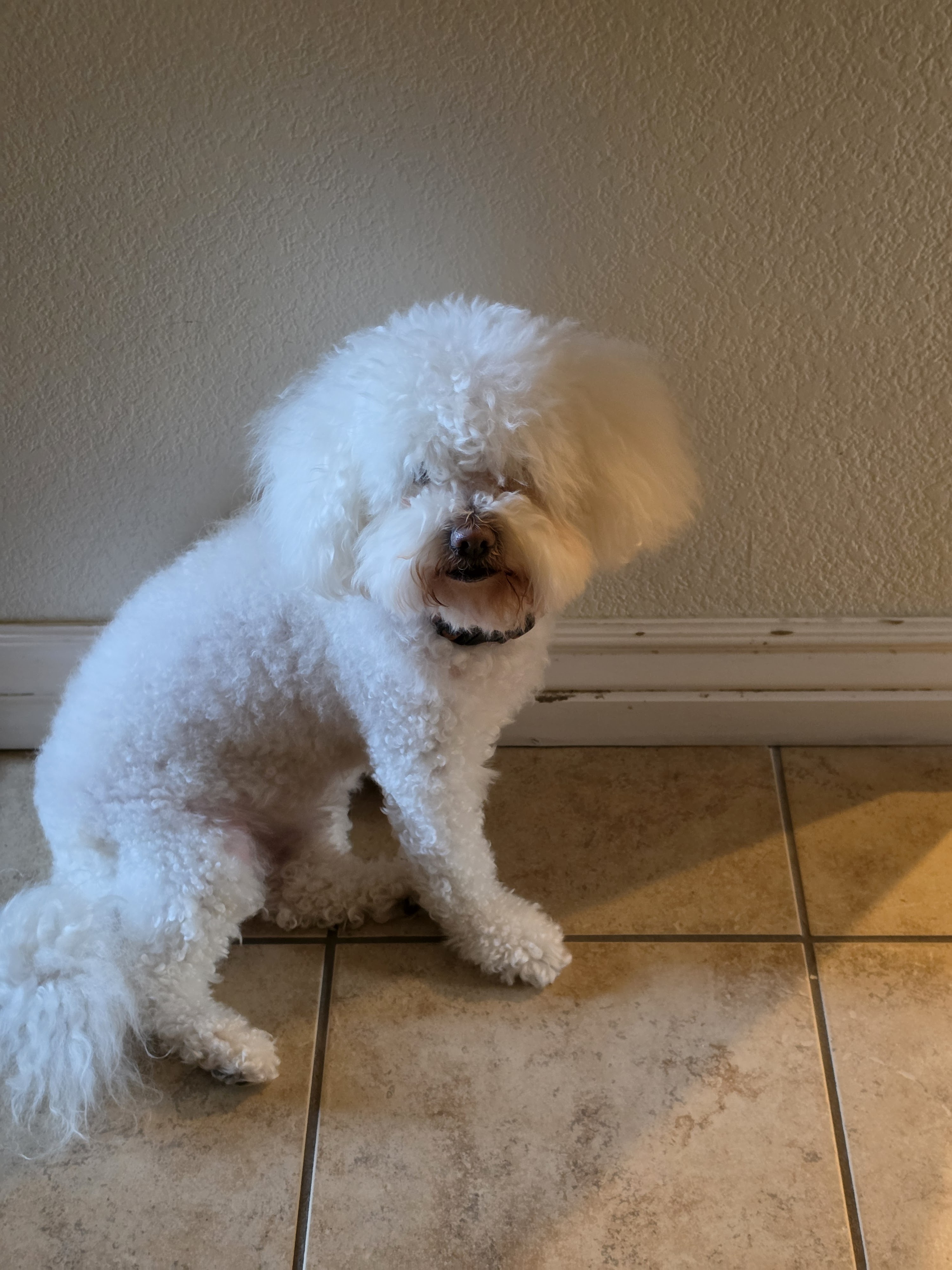 Pet