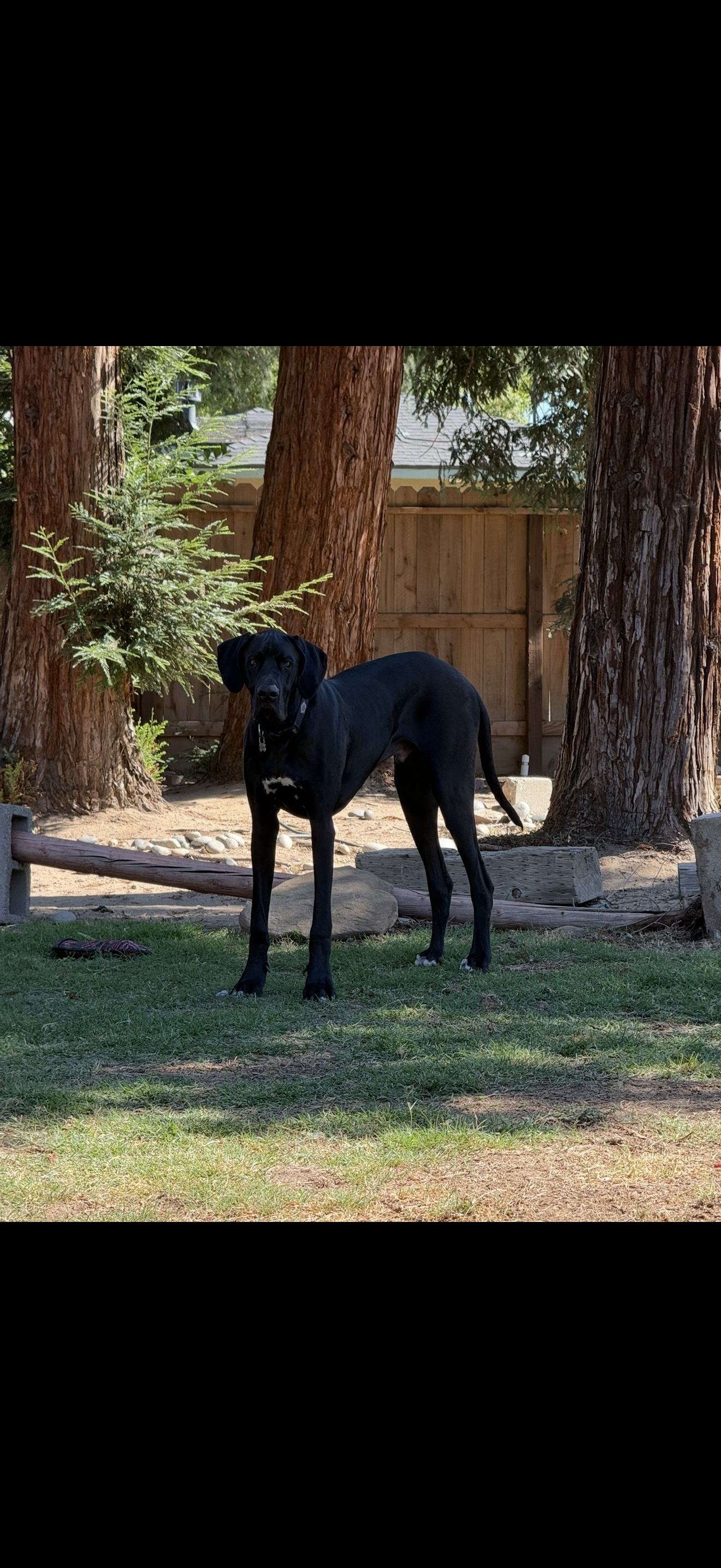 Pet