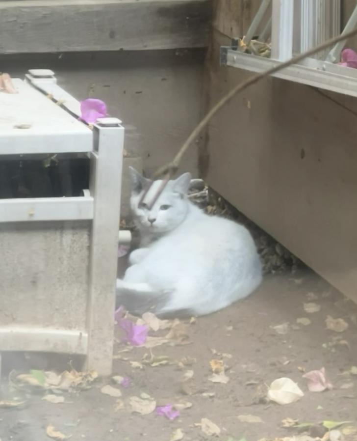 Pet