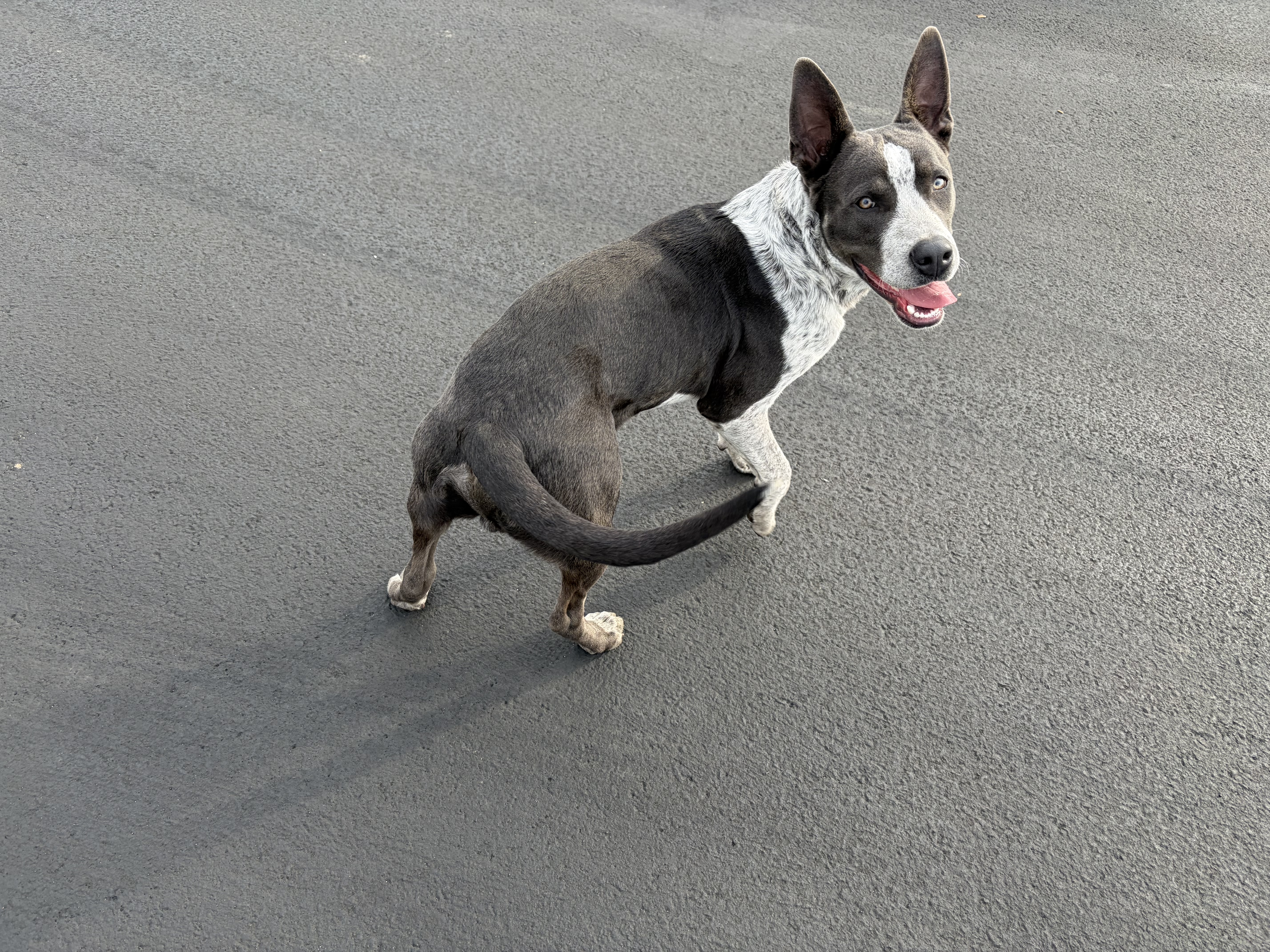 Pet