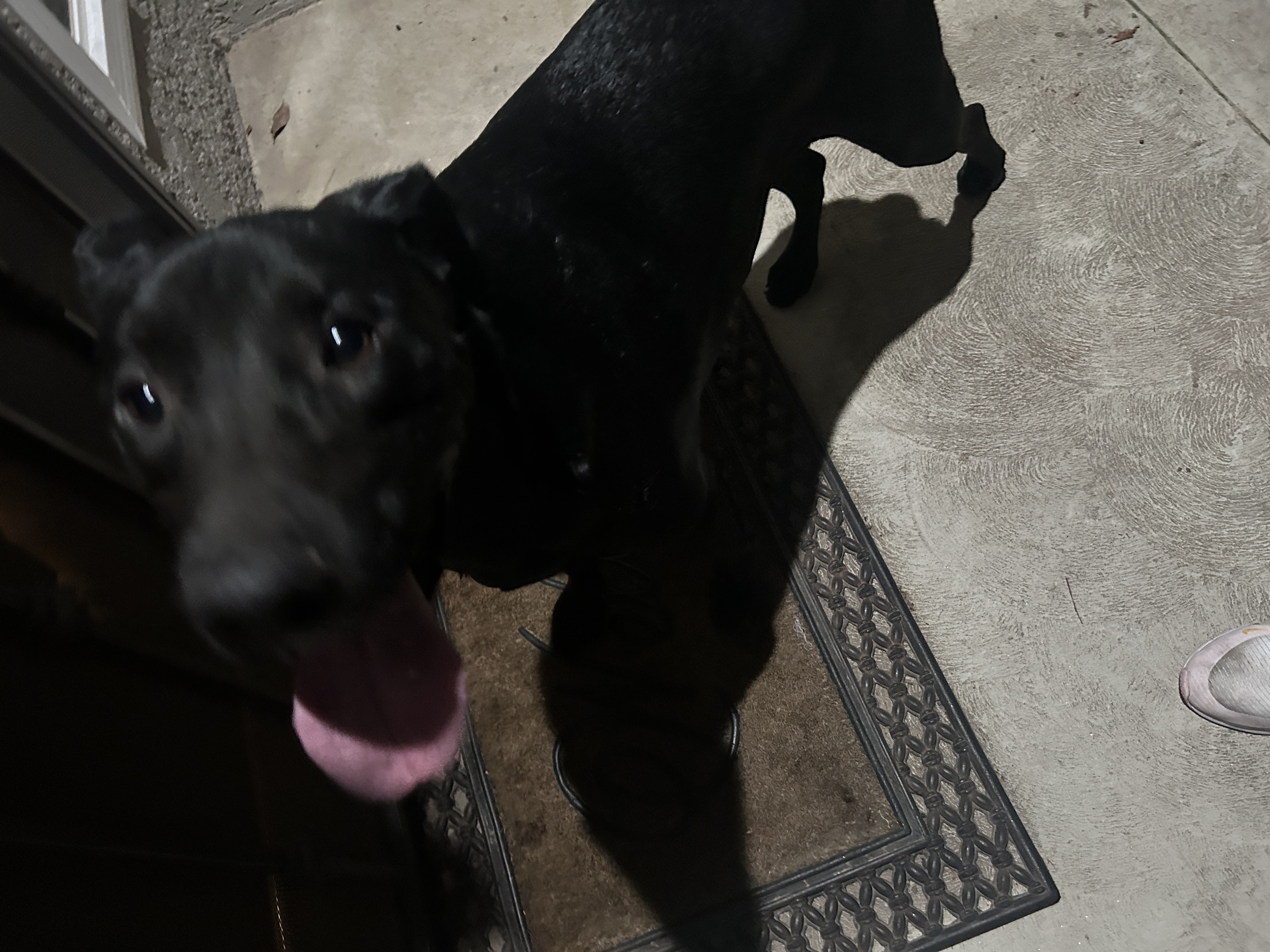 Pet