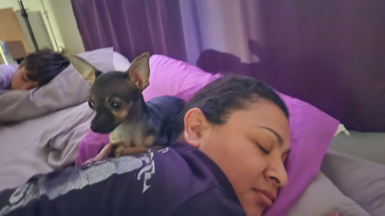 Pet