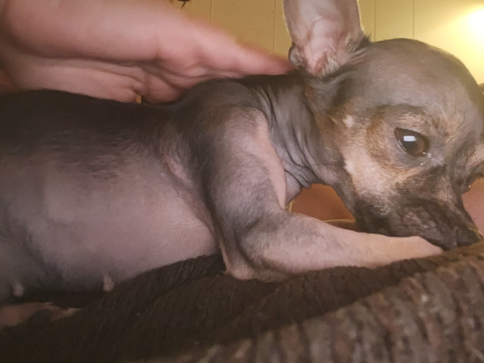 Pet