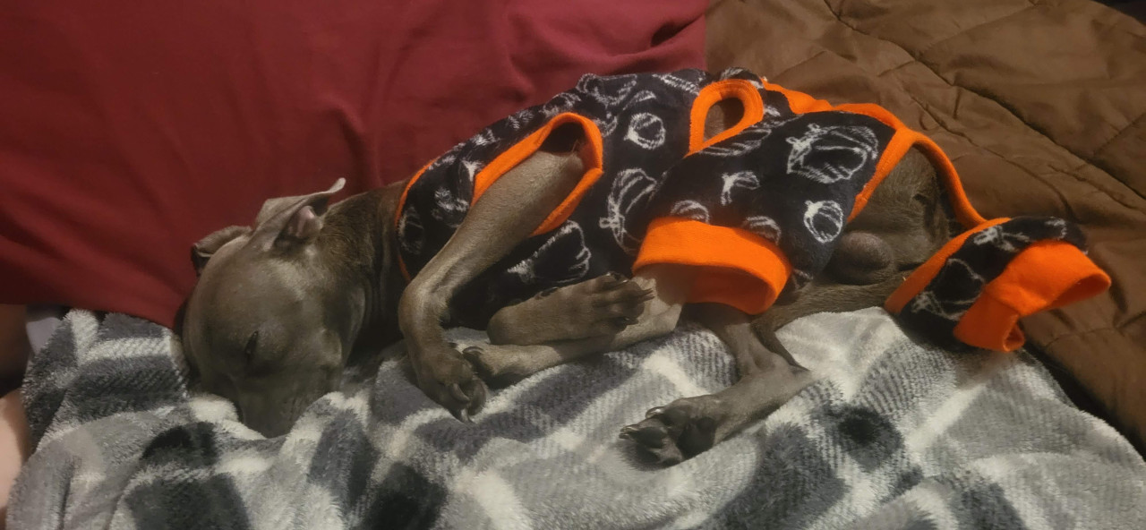 Pet