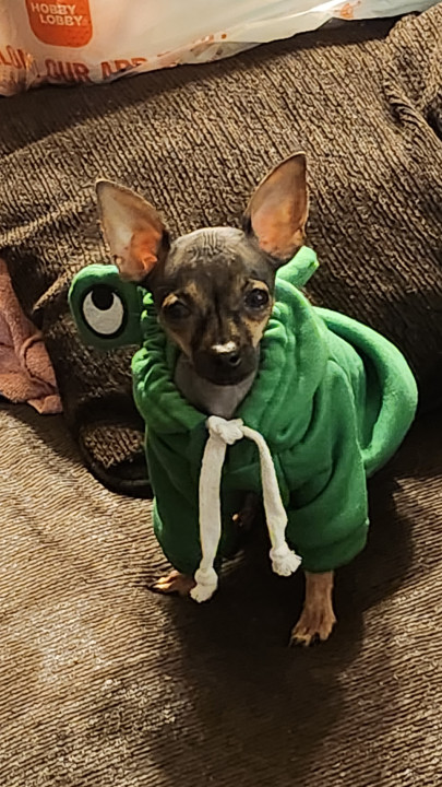 Pet