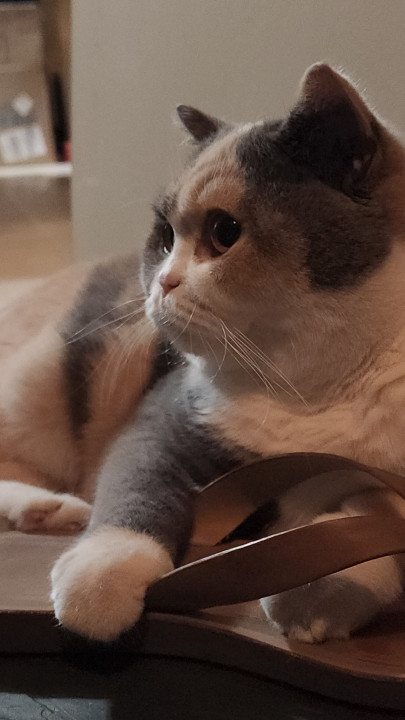 Pet