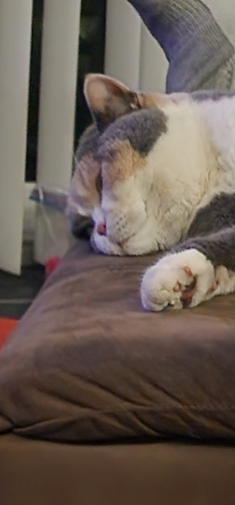 Pet
