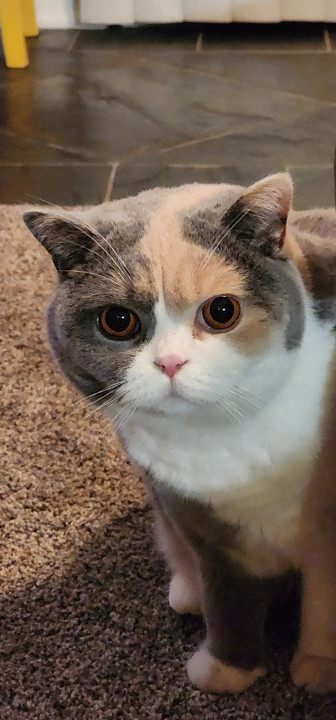 Pet