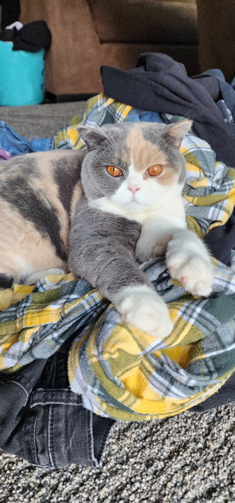 Pet