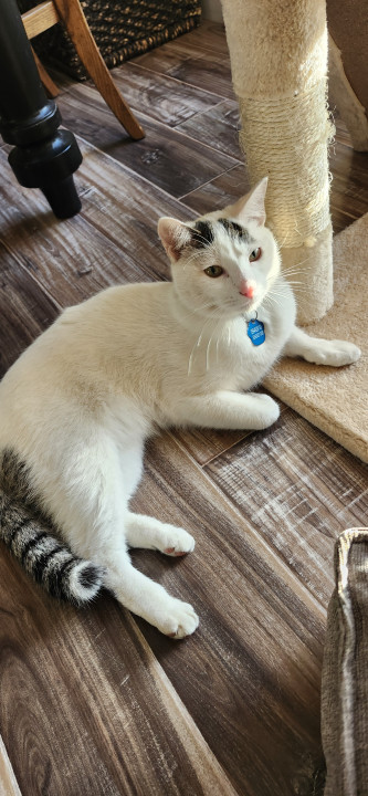 Pet