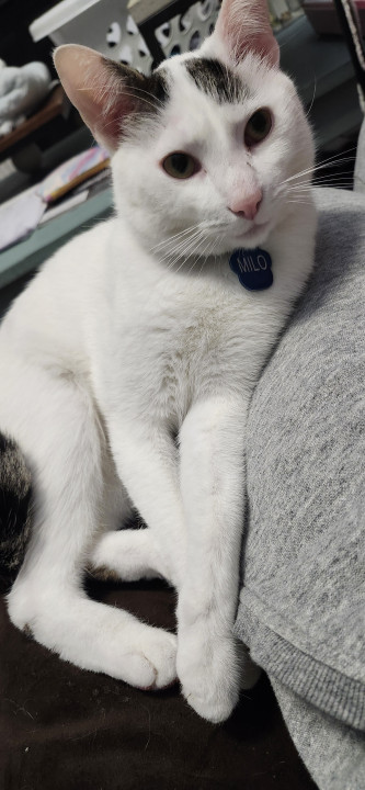 Pet