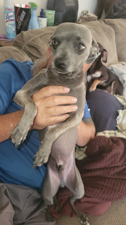 Pet