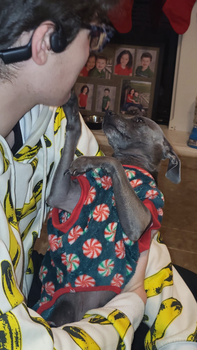 Pet