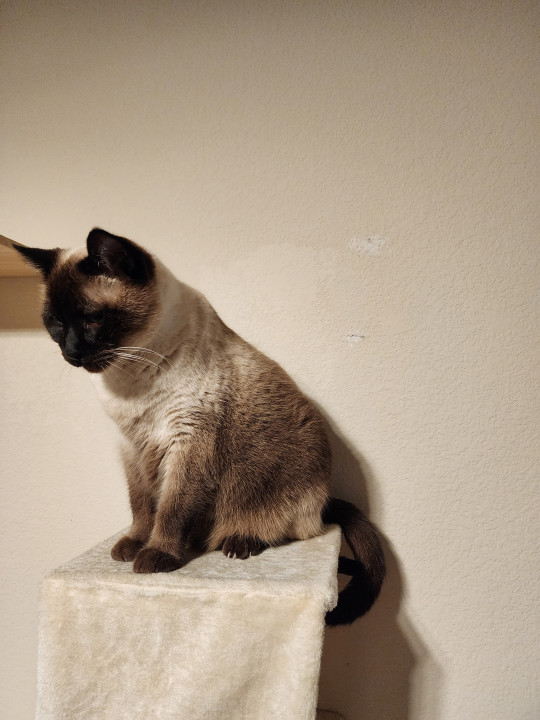 Pet