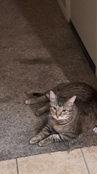 Pet