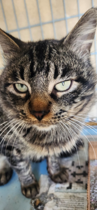 Pet