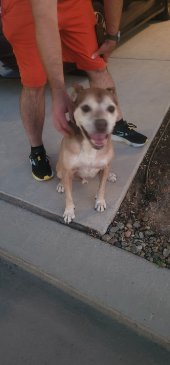 Pet