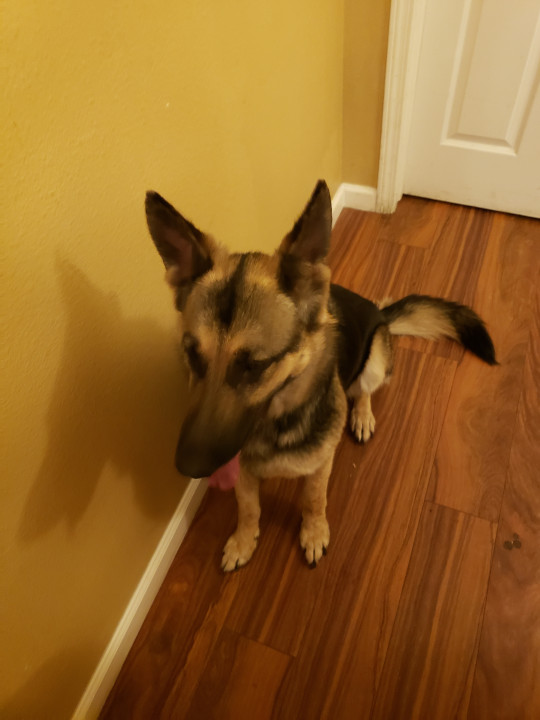 Pet