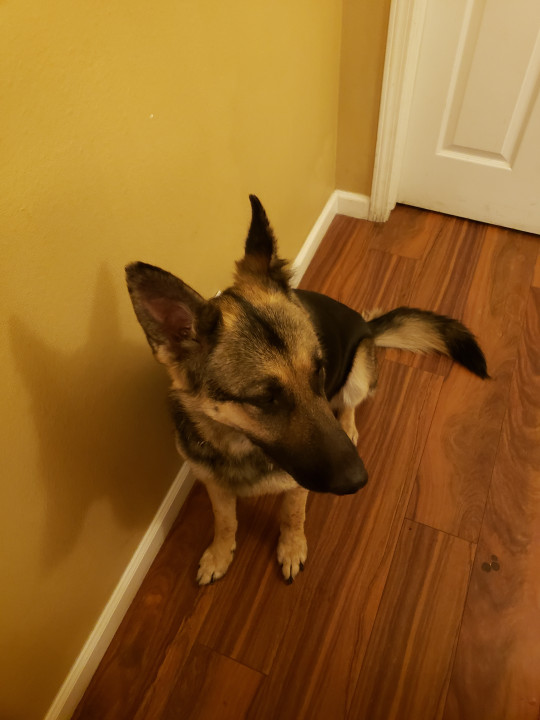 Pet