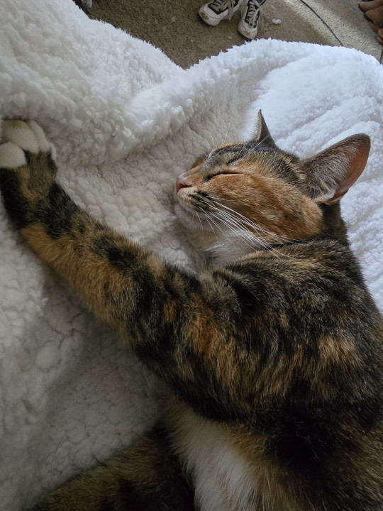 Pet