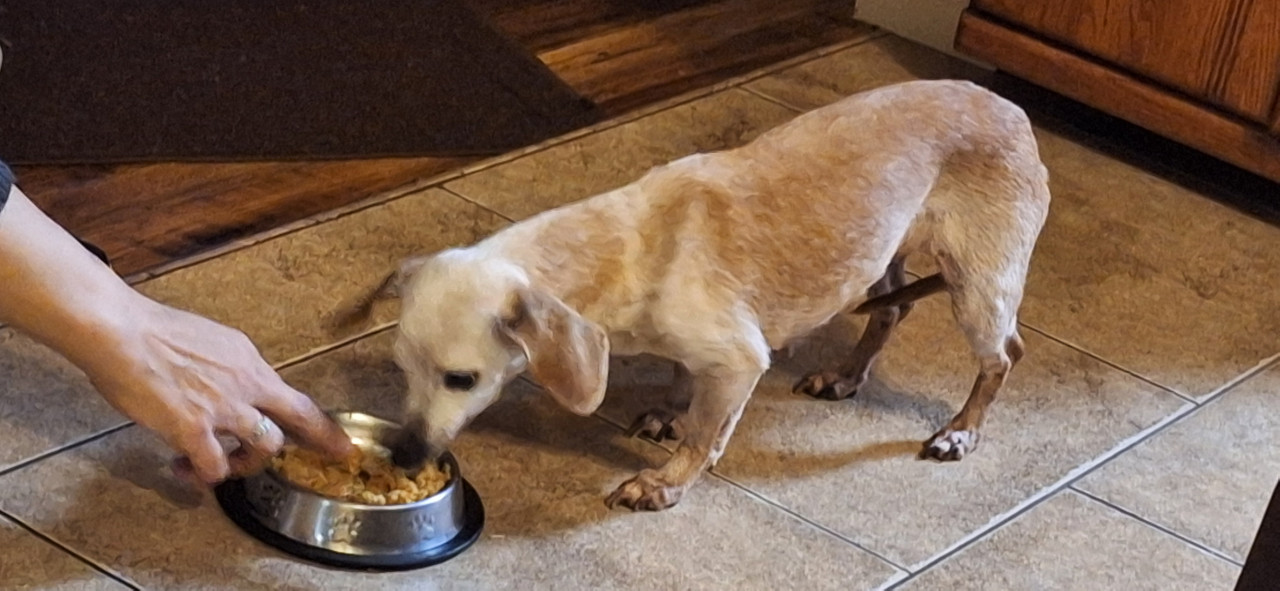 Pet