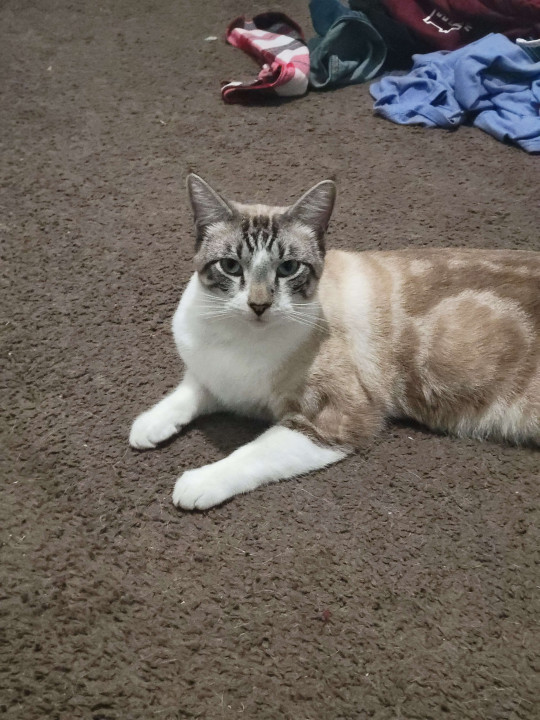 Pet