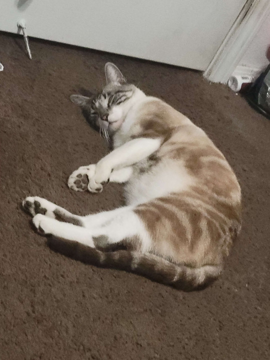 Pet