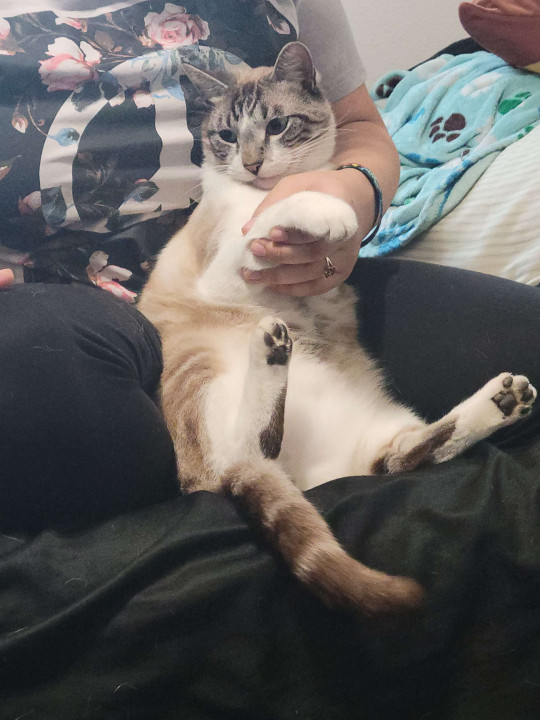 Pet