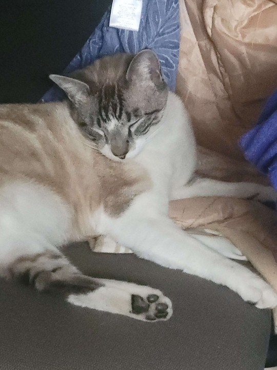 Pet