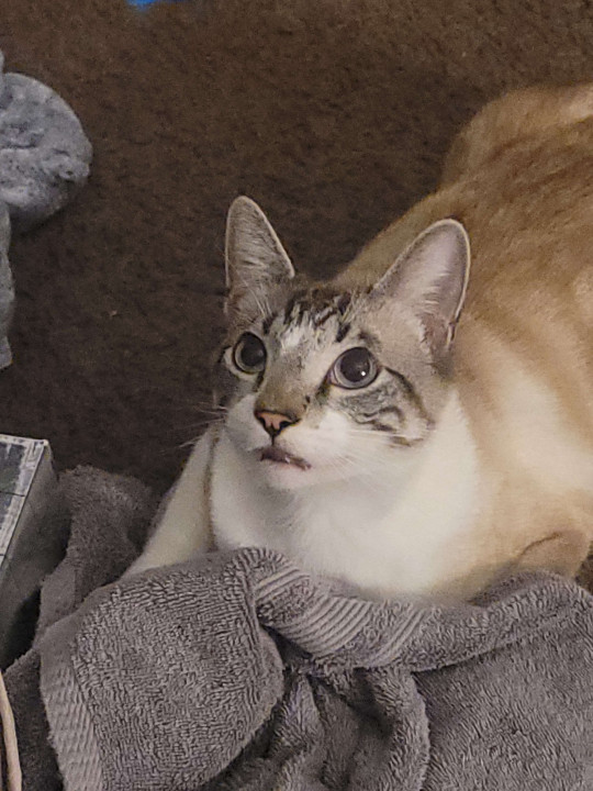 Pet