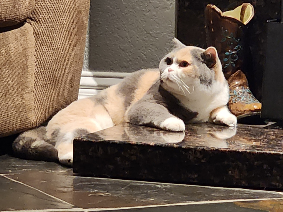 Pet