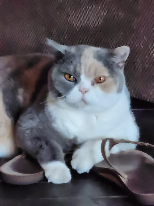 Pet